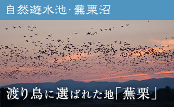 自然遊水池・蕪栗沼 渡り鳥に選ばれた地「蕪栗」